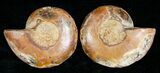 Small Desmoceras Ammonite Pair #5298-1